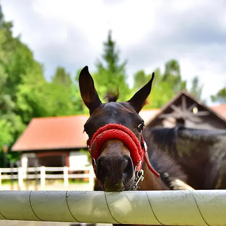 Dr Irena Eris Wzgorza Dylewskie