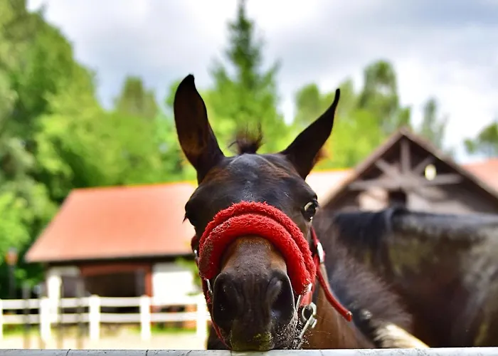 Dr Irena Eris Wzgorza Dylewskie